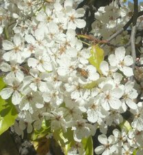 Prunus sp. Flower